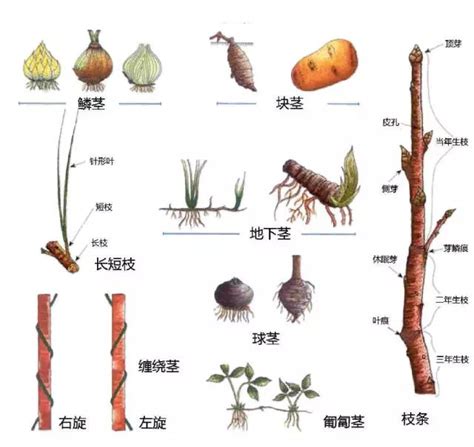 木本莖植物有哪些